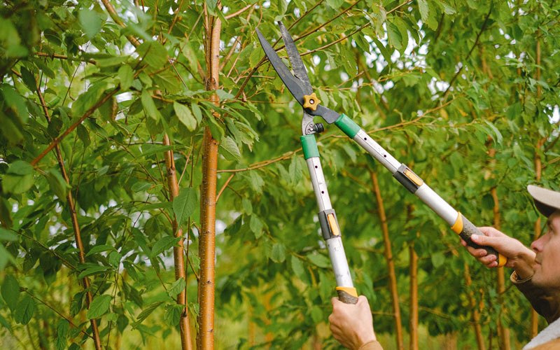 Tree trimming in Alsen, ND