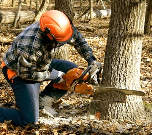 Tree Removal in Alsen, ND